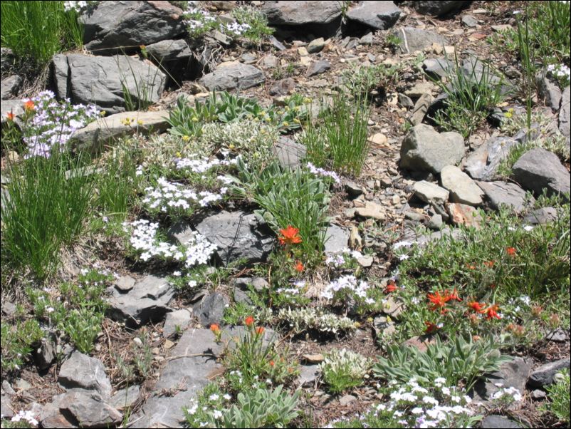 2006-07-16 Tallac (37) More flowers...